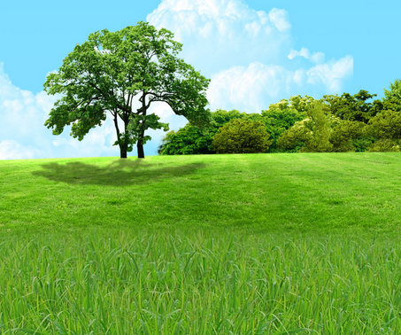 Instant Turf Adelaide Quality Artificial Turf Grass Instant Turf Adelaide Quality Artificial Turf Grass