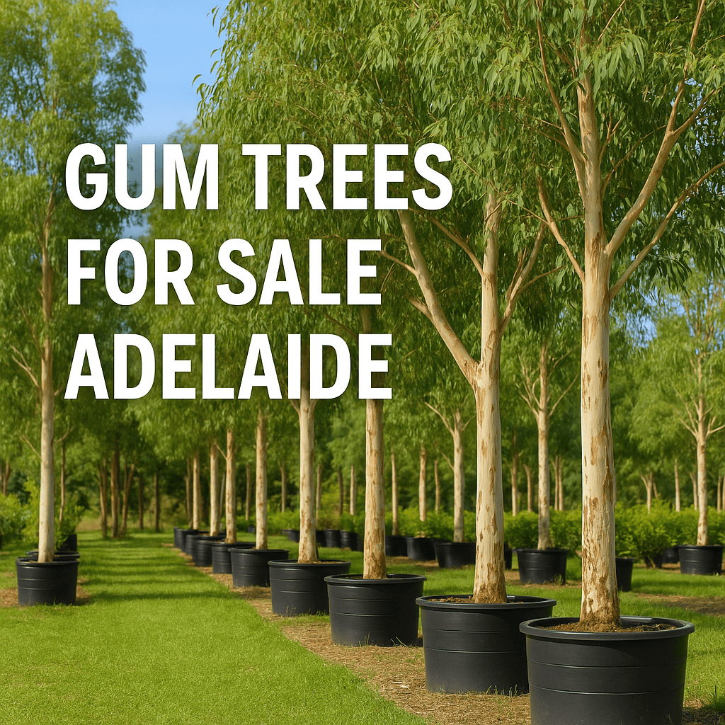 Gum Trees for Sale Adelaide